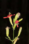 Louisiana catchfly 